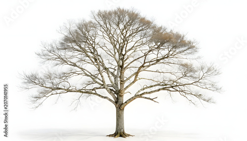 Majestic Leafless Tree Isolated on White Background Depicting Winter Season Nature Ecology Environmental Conservation and Botanical Study