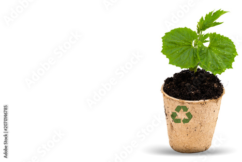 View of green young plant in a paper pot with green recycle on white background. Garden and environment concept.