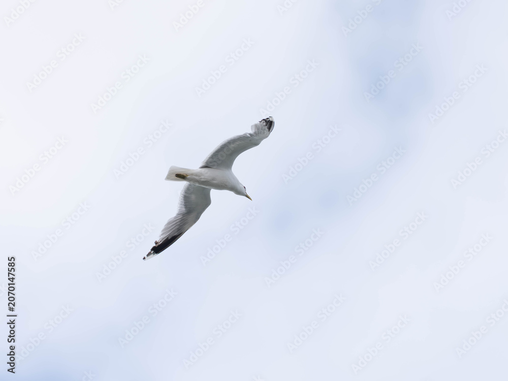 Fototapeta premium Common Gull Flying in Sky - Larus canus in Natural Flight
