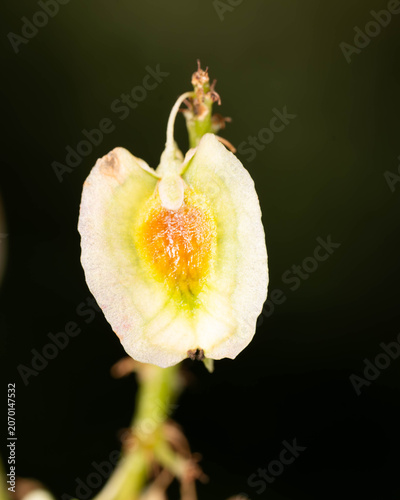 Impatiens Flower Macro on Black Background - Yellow Purple Blossom with High Contrast