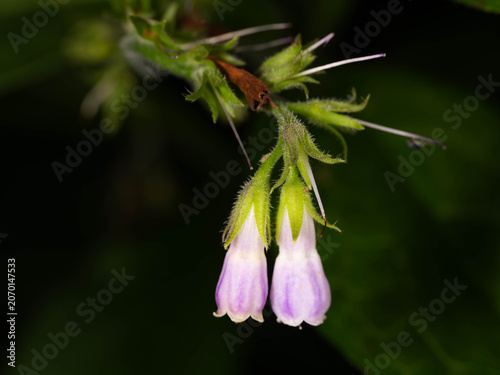 Purple Comfrey Flowers with Small Insect - Symphytum Macro in Natural Habitat