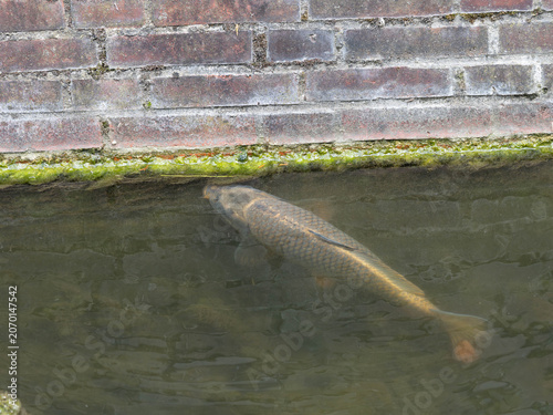 Carp Swimming in Murky Urban Water - Fish in Duesseldorf City Environment