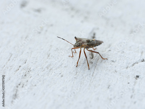 Bio Diversity - Pentatoma rufipes - Red-legged Shieldbug on Balcony - Picture for Pest Control