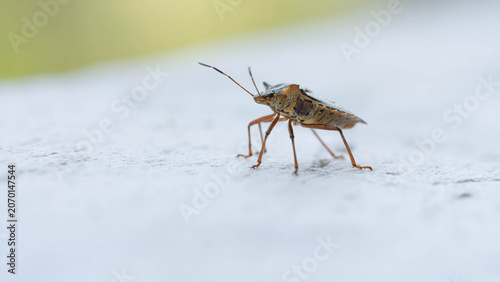 Bio Diversity - Pentatoma rufipes - Red-legged Shieldbug on Balcony - Picture for Pest Control