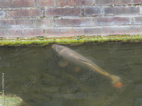 Carp Swimming in Murky Urban Water - Fish in Duesseldorf City Environment