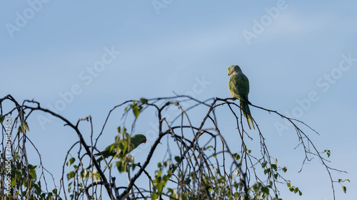 Ring Necked Parakeet in Tree in the setting Sunset with Blue Background