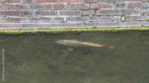 Carp Swimming in Murky Urban Water - Fish in Duesseldorf City Environment
