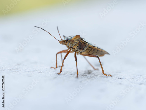 Bio Diversity - Pentatoma rufipes - Red-legged Shieldbug on Balcony - Picture for Pest Control
