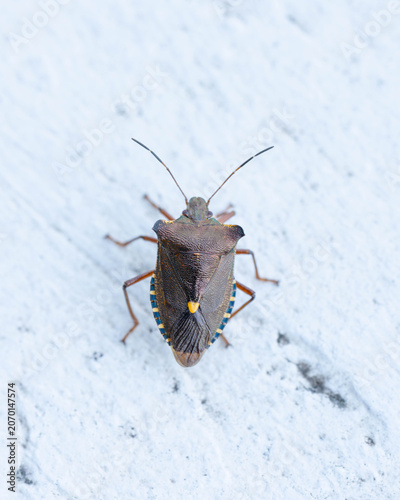Bio Diversity - Pentatoma rufipes - Red-legged Shieldbug on Balcony - Picture for Pest Control