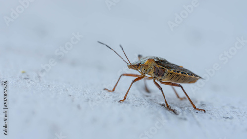 Bio Diversity - Pentatoma rufipes - Red-legged Shieldbug on Balcony - Picture for Pest Control