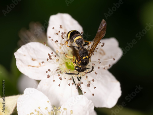 Bio Diversity - Symmorphus crassicornis - Mason Wasp on White Flower