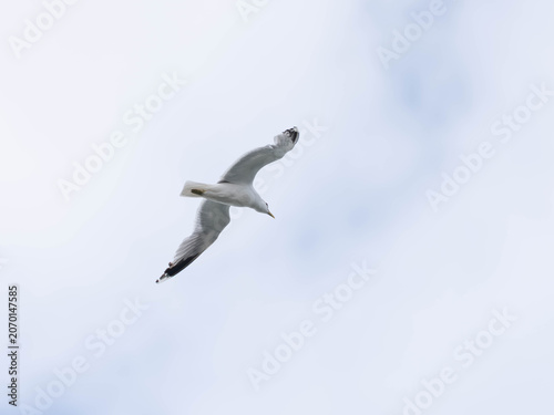 Common Gull Flying in Sky - Larus canus in Natural Flight