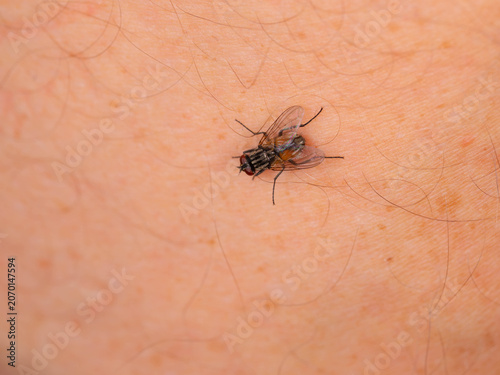 Housefly on Human Skin - Musca domestica Macro Closeup