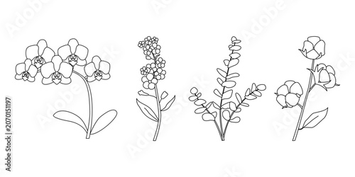 Minimalist line drawings of orchid, wildflowers, eucalyptus, and cotton plant, elegant botanical illustrations highlighting plant diversity for design and creative projects