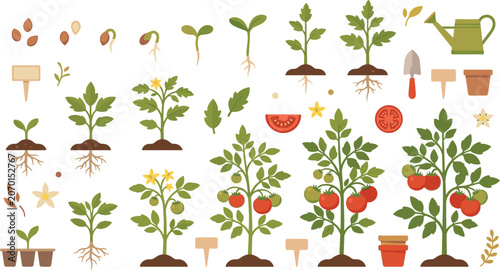 Tomato plant growth stages collection showing seed germination cultivation development and gardening lifecycle illustration