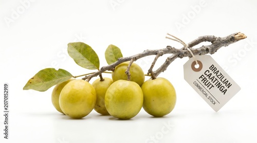 Brazilian Caatinga Fruit on Branch with Commercial Stock Tag Isolated on White Background