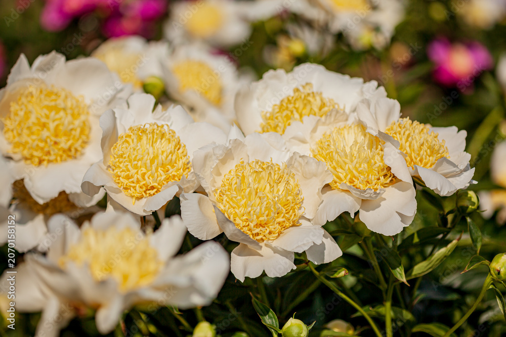 Fototapeta premium Colorful peonies in full bloom create a stunning garden scene on a bright sunny day