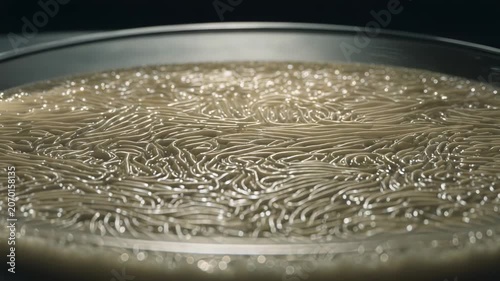 Microorganisms growing and moving in a scientific experiment, creating intricate biological patterns within a laboratory setting, simulating bacterial colony formation