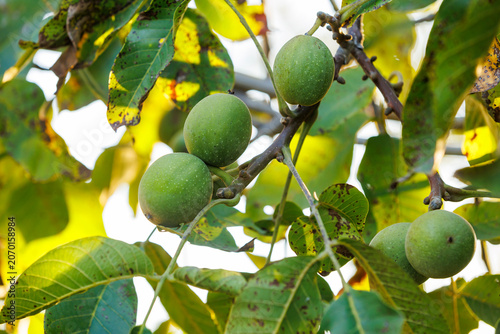 Green walnuts ripening on a tree branch in a summer orchard.