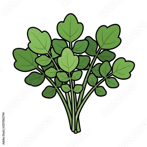 Green ivy plant with glossy leaves isolated.
