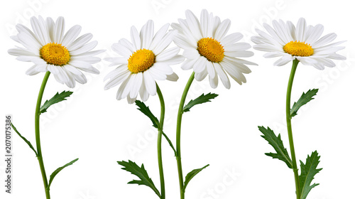 Φωτογραφία Three white daisies with yellow centers and green stems