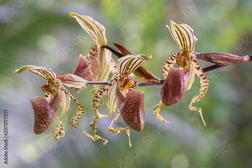 Closeup view of colorful flower spike of paphiopedilum supardii tropical lady slipper tropical orchid species isolated outdoors on natural background
