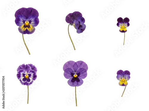 Tableau sur toile Six assorted vibrant pansy flowers with purple, yellow, and white petals and stems, transparent background