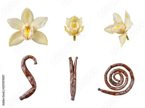 Aromatic vanilla orchid flowers, delicate buds, and richly textured dried vanilla pods isolated.