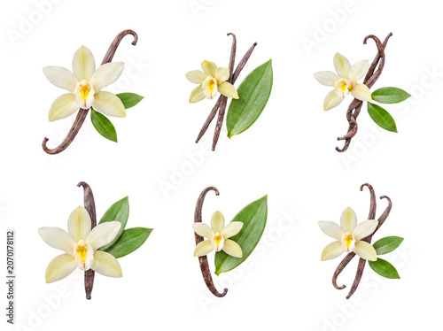 Variety of vanilla orchid flowers with pods and green leaves presented on transparent background.