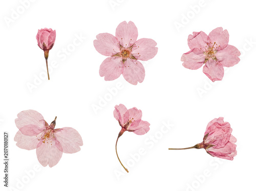Six delicate pink cherry blossom flowers, individually pressed and preserved, presented as a raster photograph.