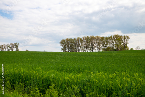 Panoramic view over a green field with trees in the background