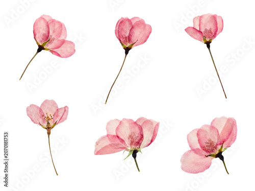Tableau sur toile Assortment of six beautifully pressed pink cherry blossom flowers