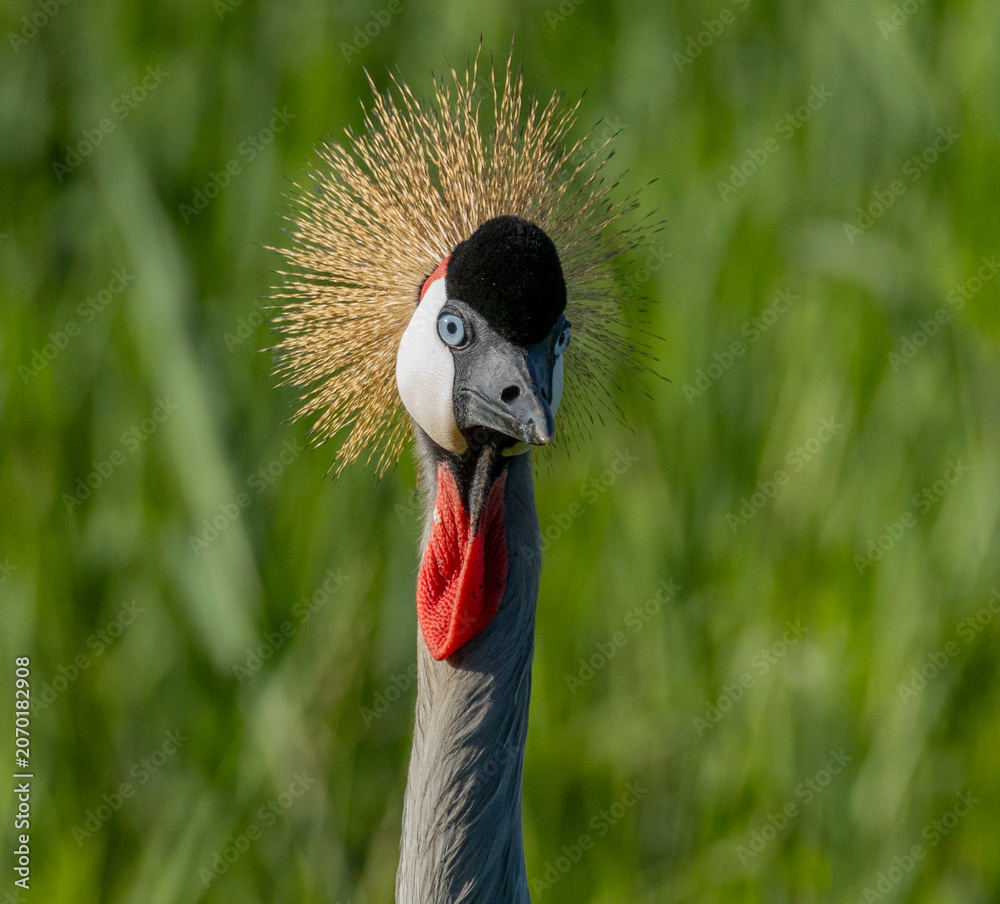 Fototapeta premium grey crowned crane
