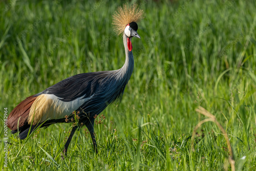 Fototapeta premium grey crowned crane