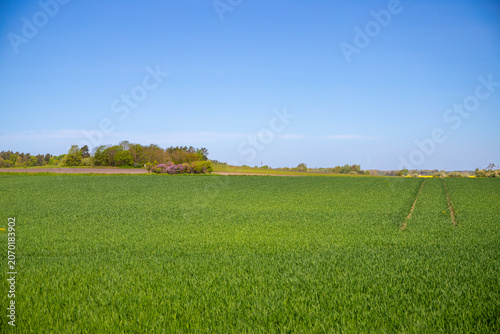 Panoramic view over a green field with trees in the background