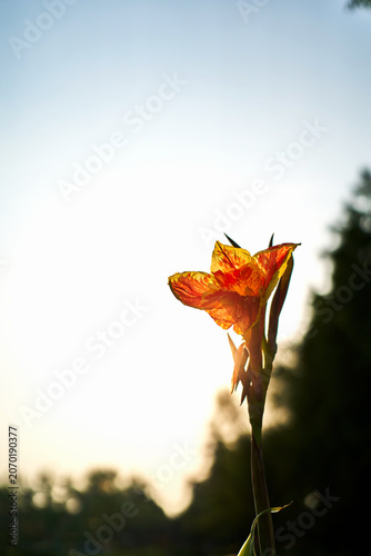 Tableau sur toile hope Hopeful flower blooming in backlight with minimalist background