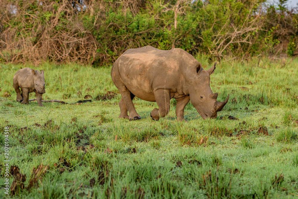 Obraz premium White rhinoceros (Ceratotherium simum) with calf in natural habitat, South Africa