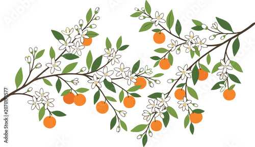 Decorative illustration of orange tree branches with fresh green leaves, small white blossoms and ripe citrus fruits in a hand drawn artistic sketch style design