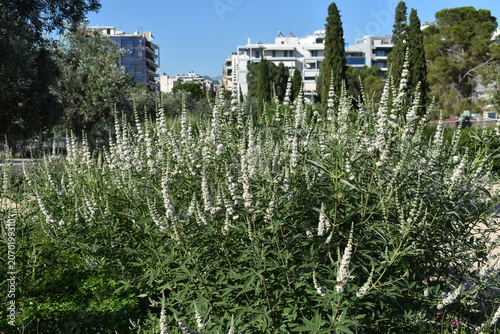Billede på lærred White chaste tree flowers blooming on large shrubs in a city park