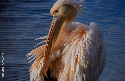 A great white pelican preens next to a lake.