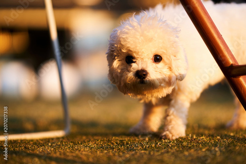 Foto Cute Bichon Frise walking on green lawn