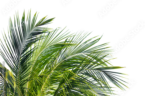 Green Coconut Palm Leaves Close Up on White Background