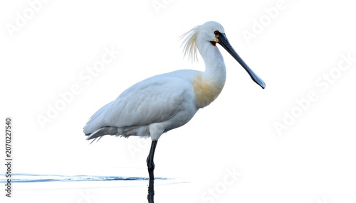A stunning shot showcases a Spoonbill wading gracefully, its long bill prominent. The bird's white plumage contrasts against the bright white background