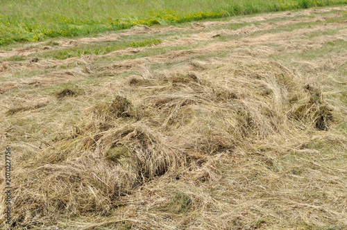 Billede på lærred haymaking time - the process of drying mown grass in a hayfield in summer