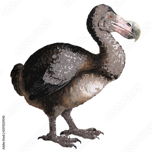 a dodo bird, the famous extinct flightless bird, showing its stout gray-brown body, large hooked beak, small wings, and thick legs in a standing pose.