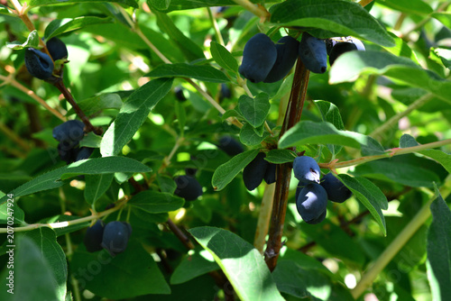 Honeysuckle berries on a bush with green leaves in summer 