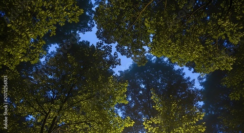 Looking Up Through Leafy Canopy Toward Bright Sky.