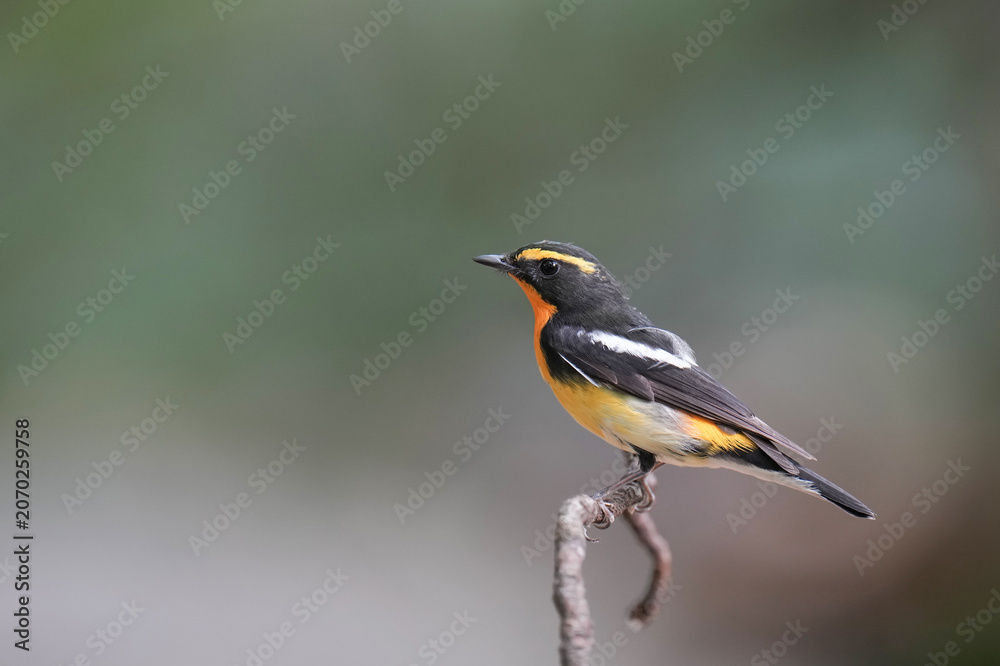 Fototapeta premium Narcissus flycatcher Standing on top of a small branch and a blurred green background.