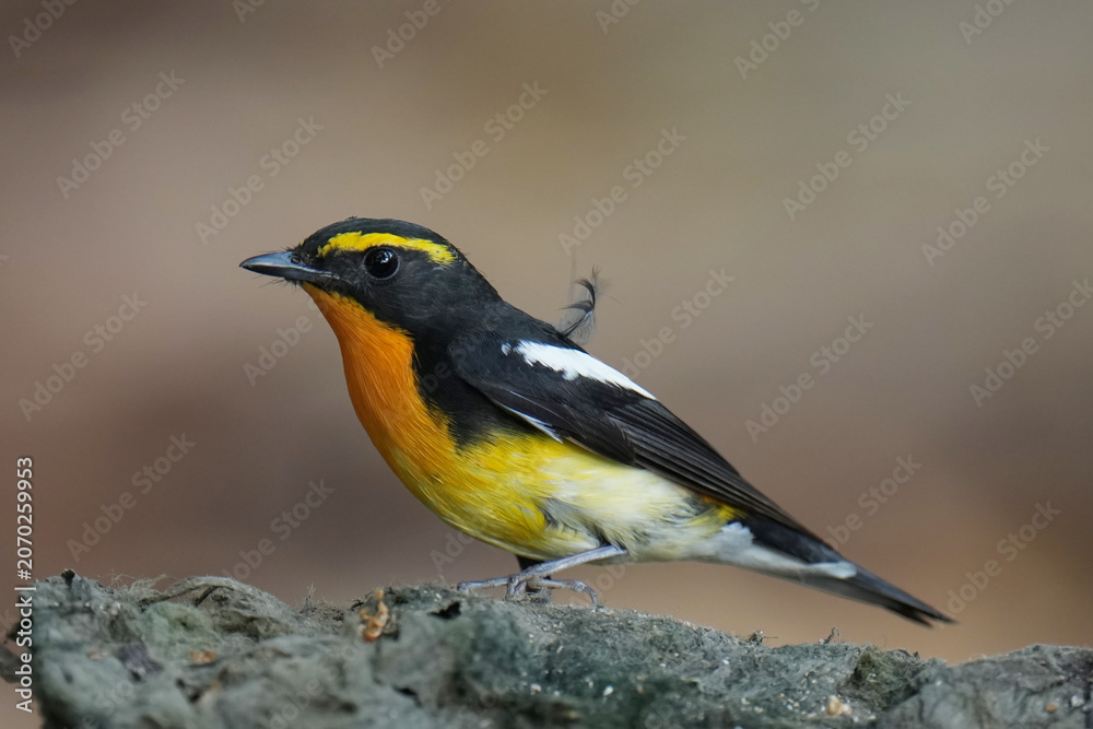 Obraz premium Narcissus flycatcher Standing on top of a small branch and a blurred green background.