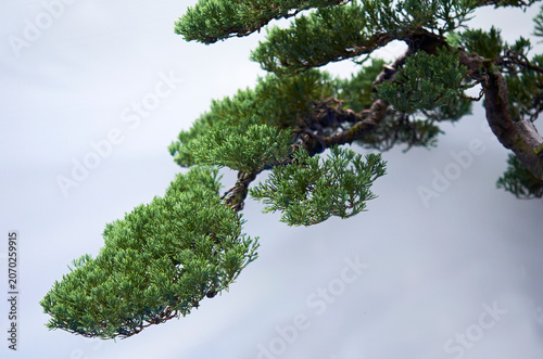 Close up bonsai tree